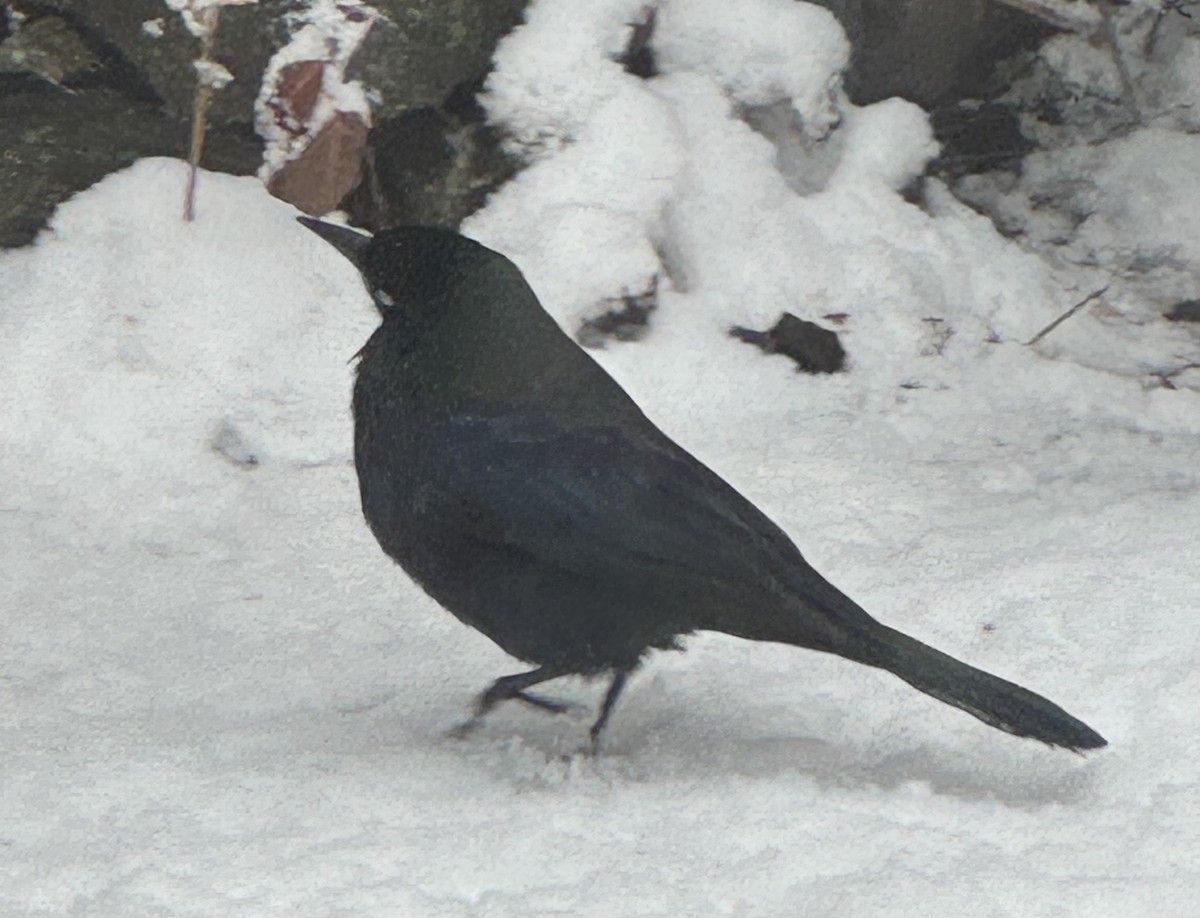 Гракл пурпуровошиїй - ML646946923