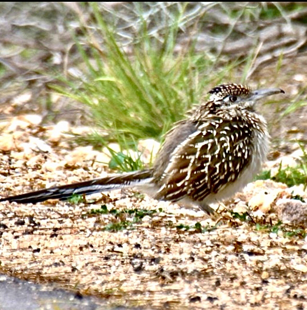 Correcaminos Grande - ML646946924
