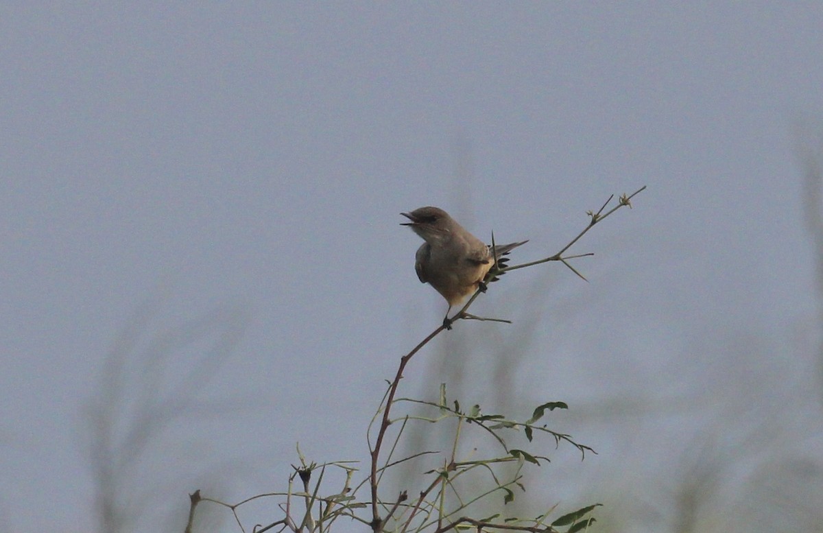 Say's Phoebe - ML646946925