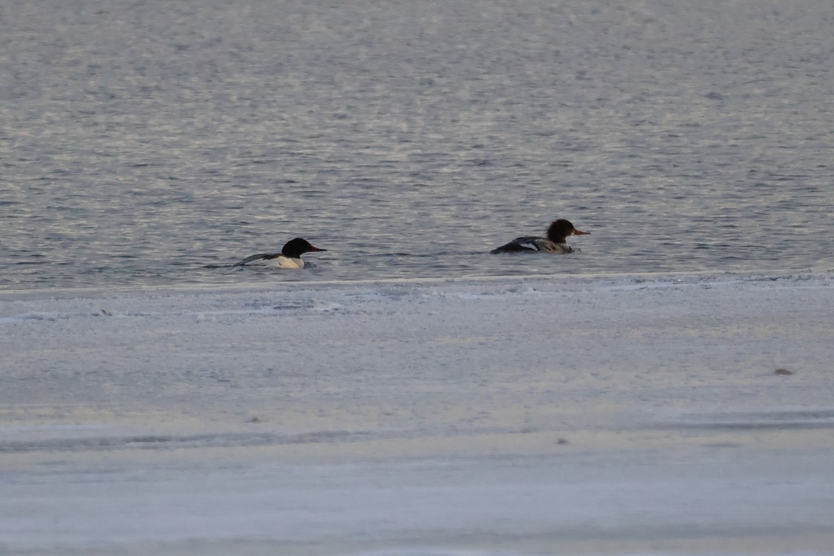 Gänsesäger - ML646946926