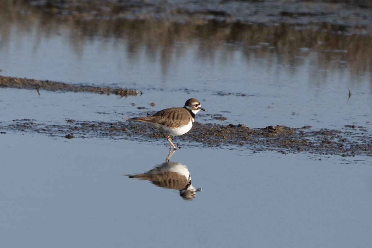 Killdeer - ML646946927