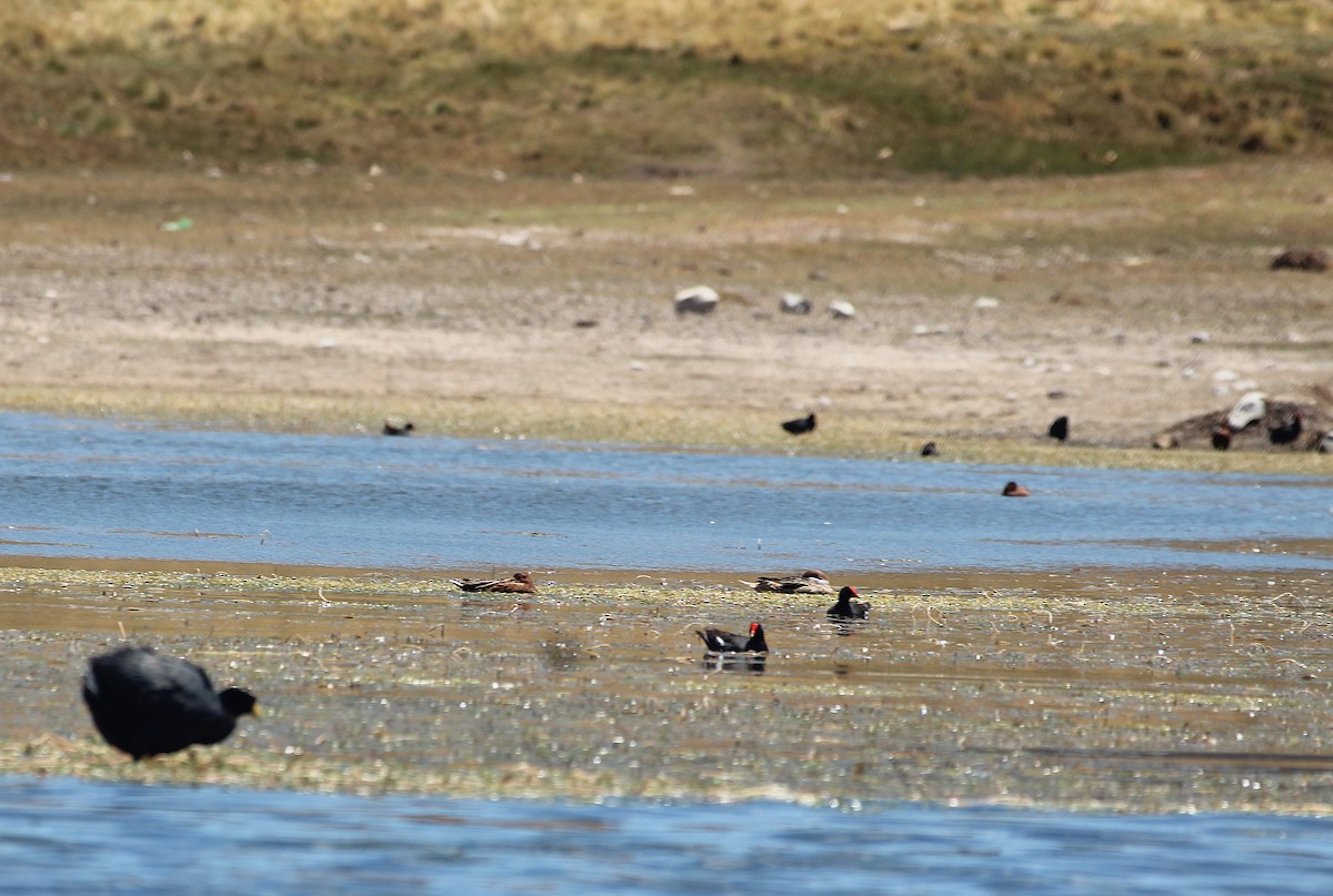 slípka americká - ML646946928