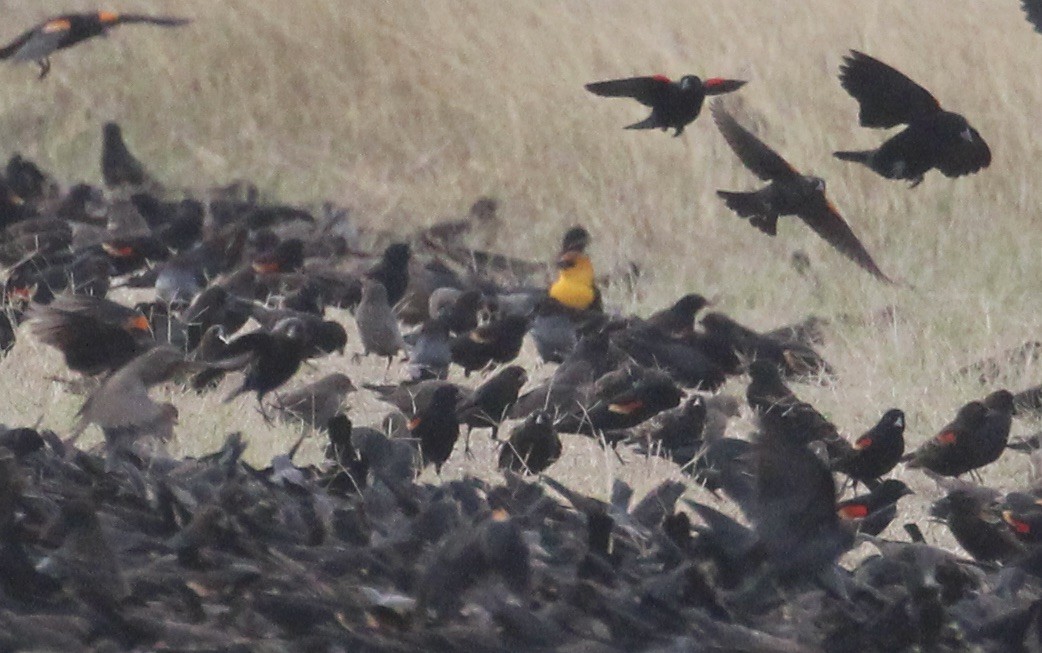 キガシラムクドリモドキ - ML646946929