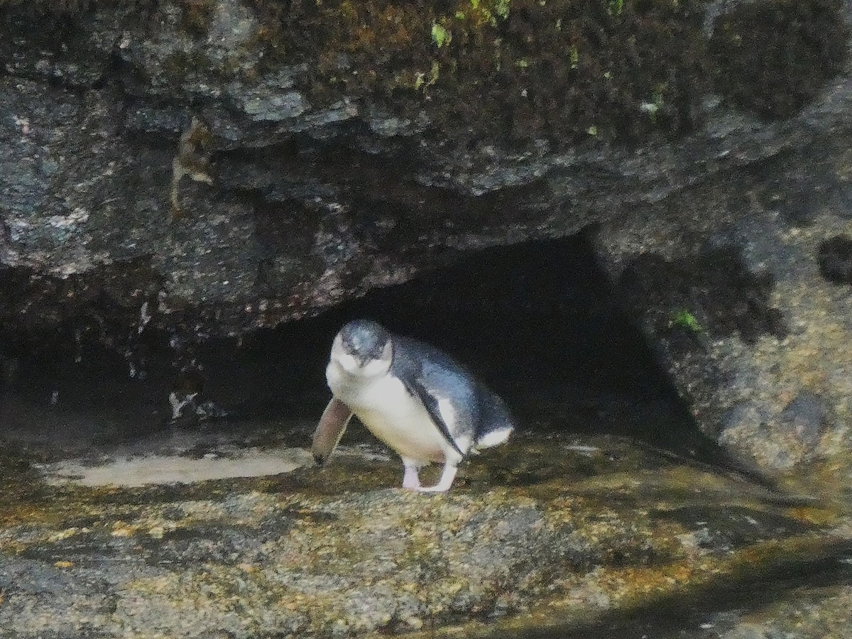 Малый пингвин - ML646946930