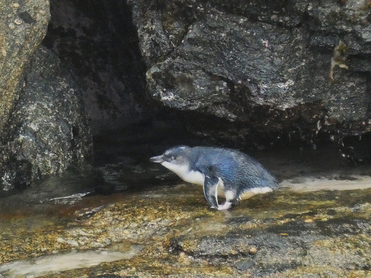 Малый пингвин - ML646946931