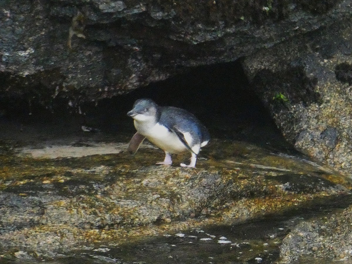 Малый пингвин - ML646946932