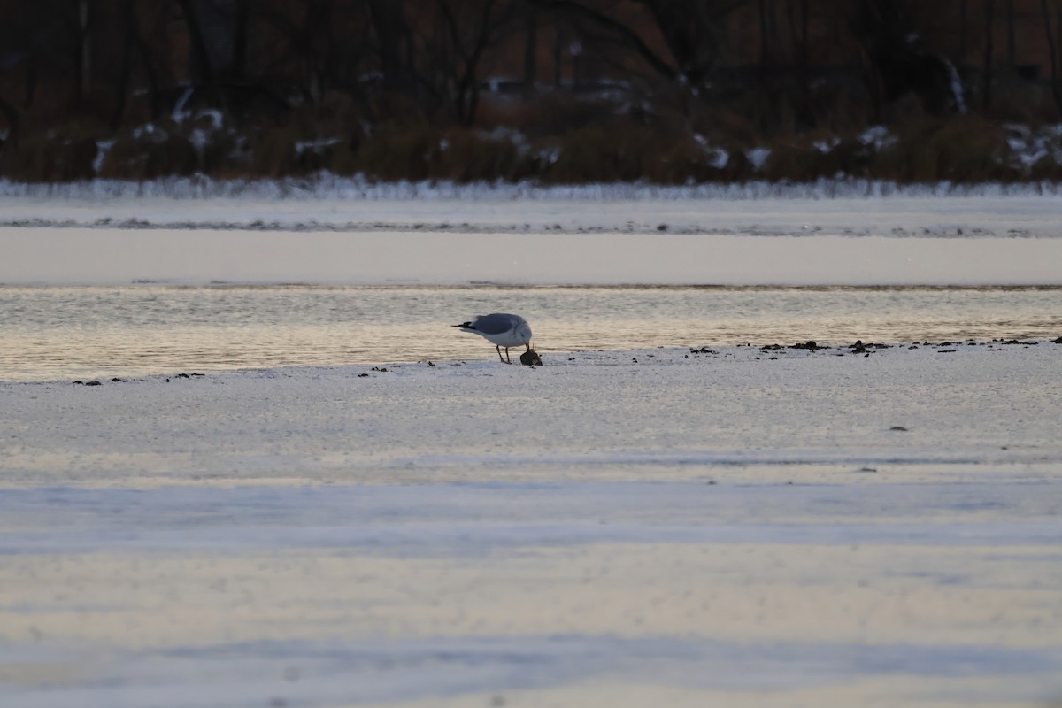 Kanadamöwe - ML646946935