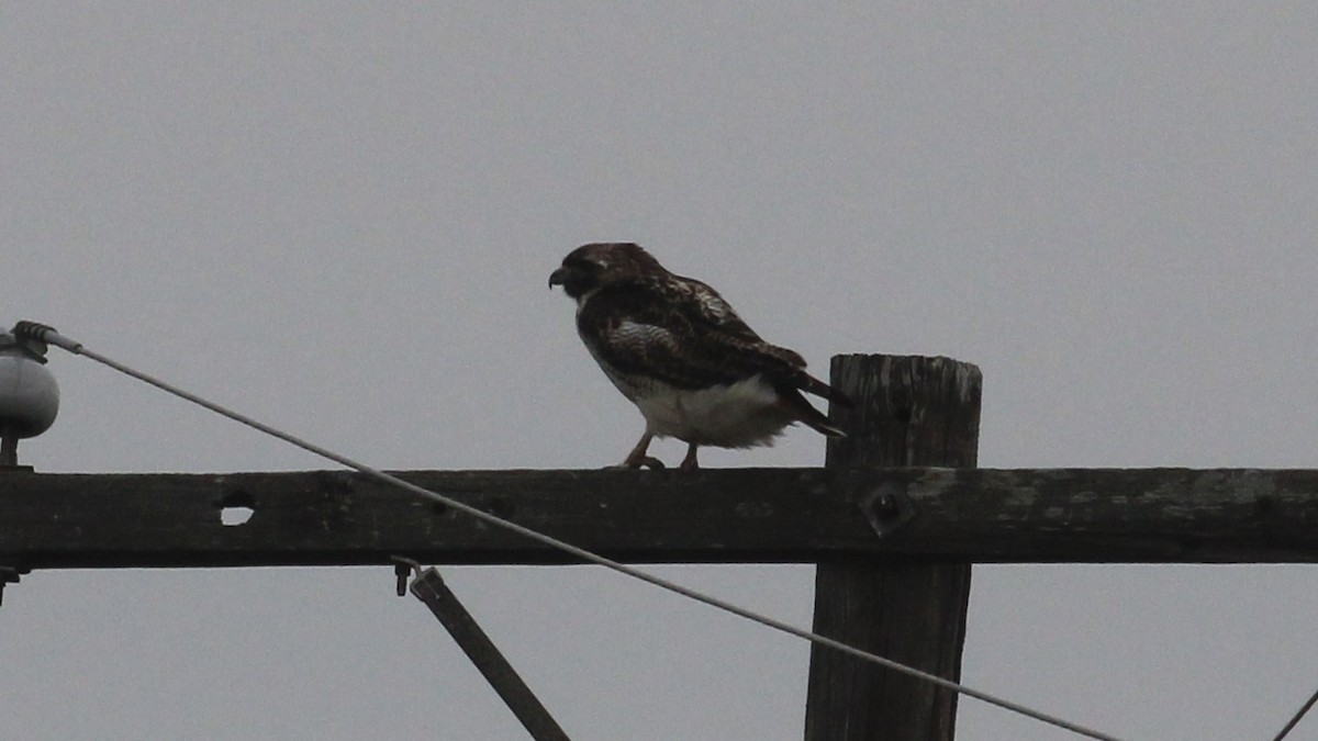 Zapelatz buztangorria - ML646946936