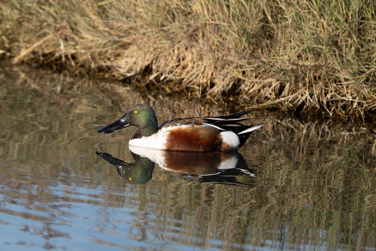 Northern Shoveler - ML646946937
