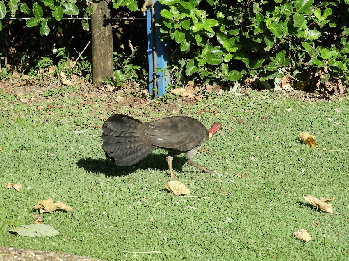 Australian Brushturkey - ML646946940