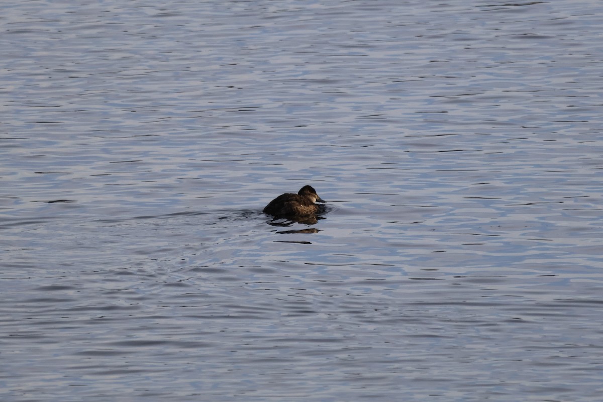 Schwarzkopf-Ruderente - ML646946945