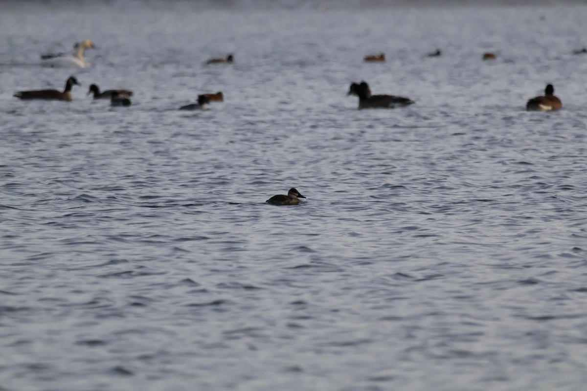 Schwarzkopf-Ruderente - ML646946949