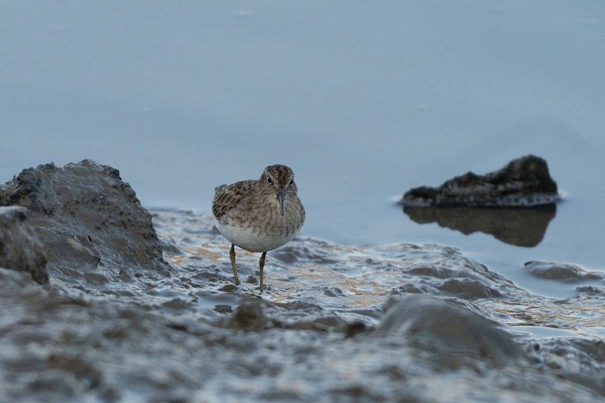 Least Sandpiper - ML646946950