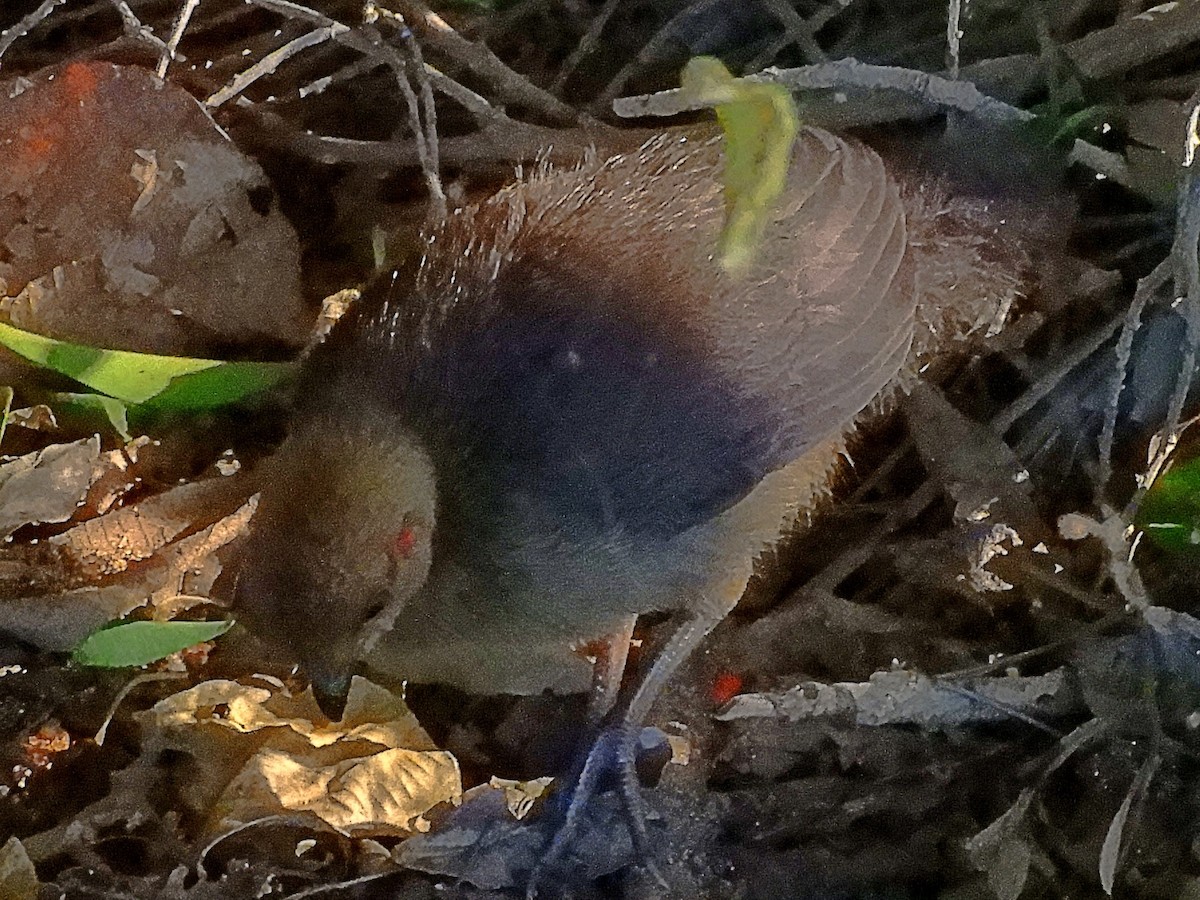 Australian Brushturkey - ML646946951