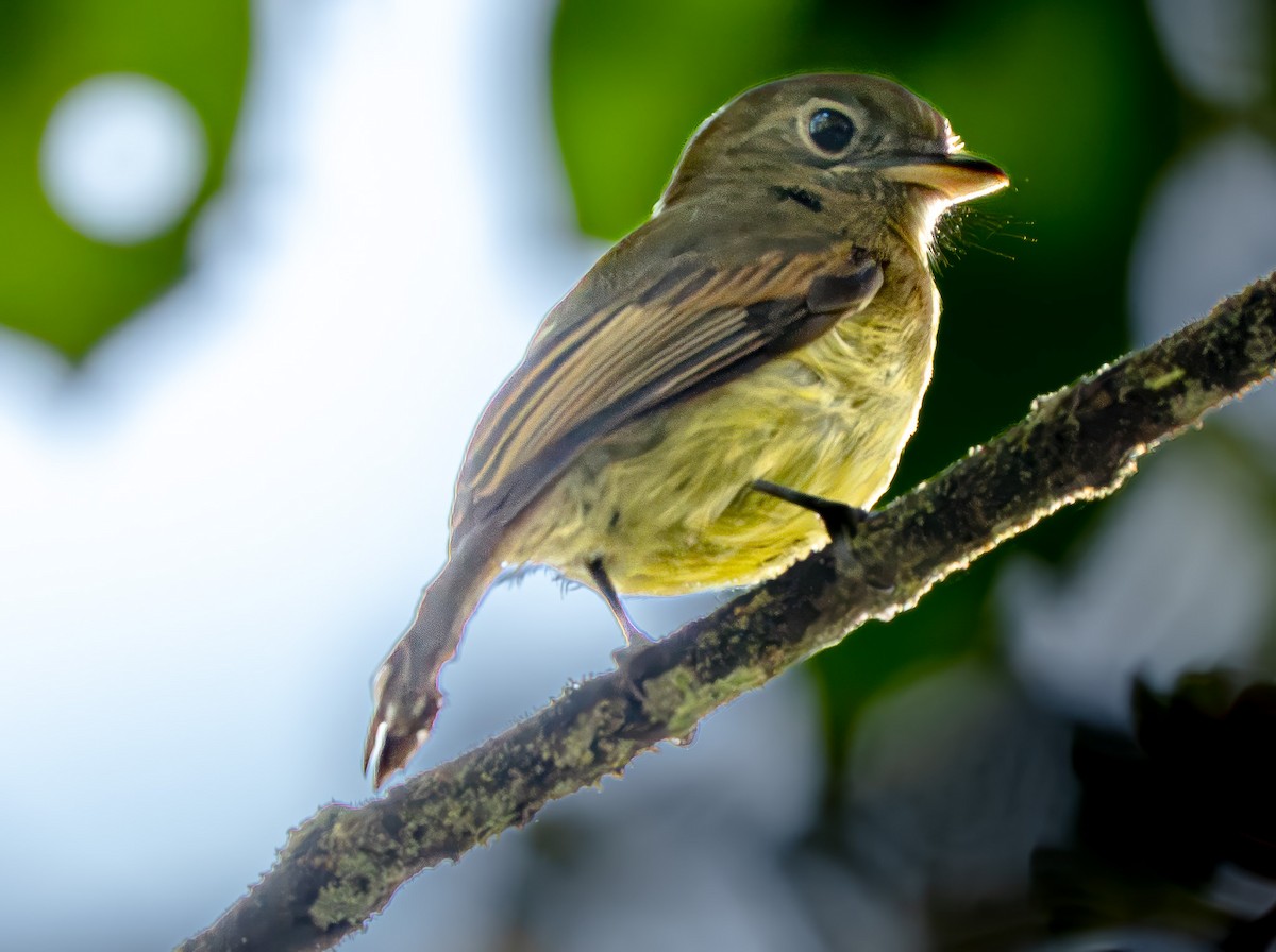 Fulvous-breasted Flatbill - ML646946954