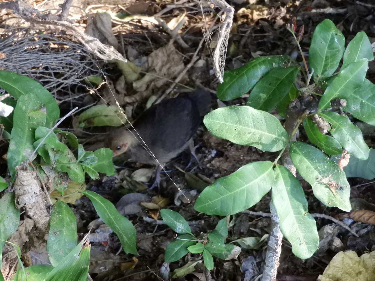 Australian Brushturkey - ML646946960