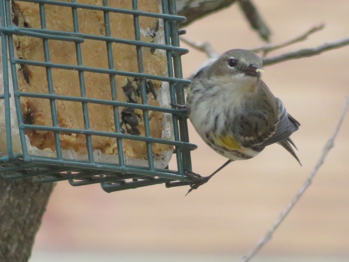 キヅタアメリカムシクイ（coronata） - ML646946961