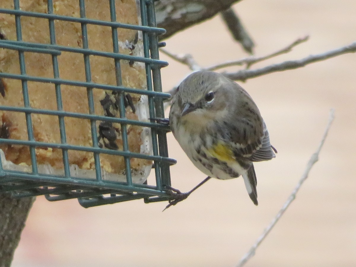 キヅタアメリカムシクイ（coronata） - ML646946962