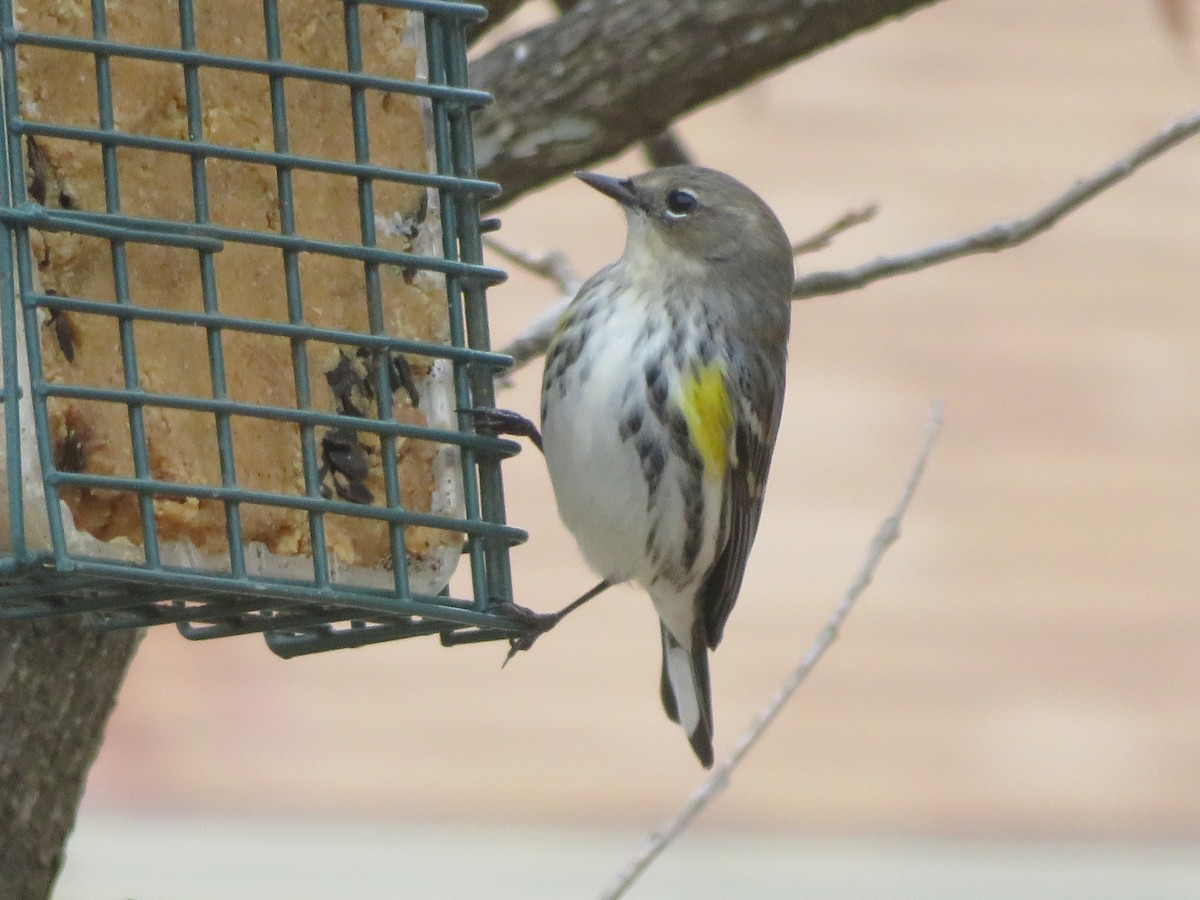 キヅタアメリカムシクイ（coronata） - ML646946963