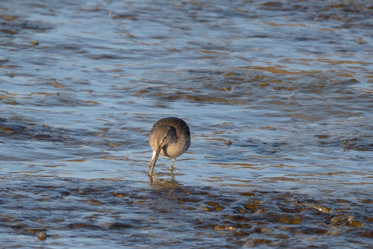 Long-billed Dowitcher - ML646946964