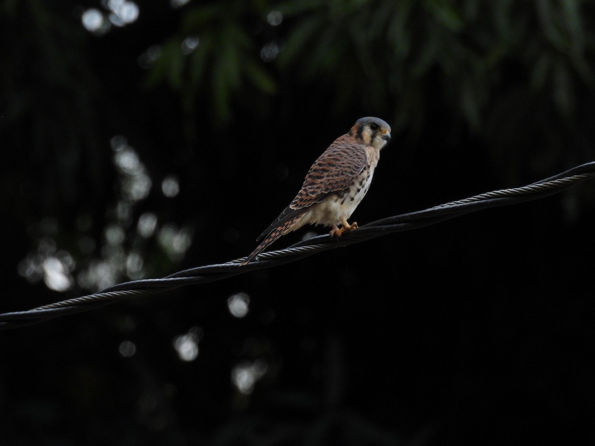 American Kestrel - ML646946967