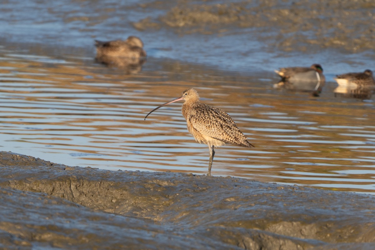 Long-billed Curlew - ML646946972