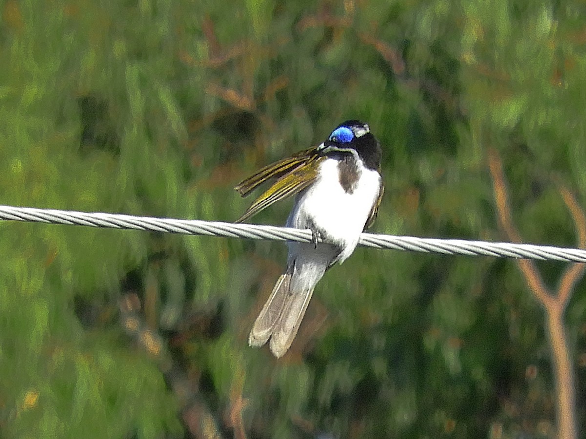Blue-faced Honeyeater (Blue-faced) - ML646946975