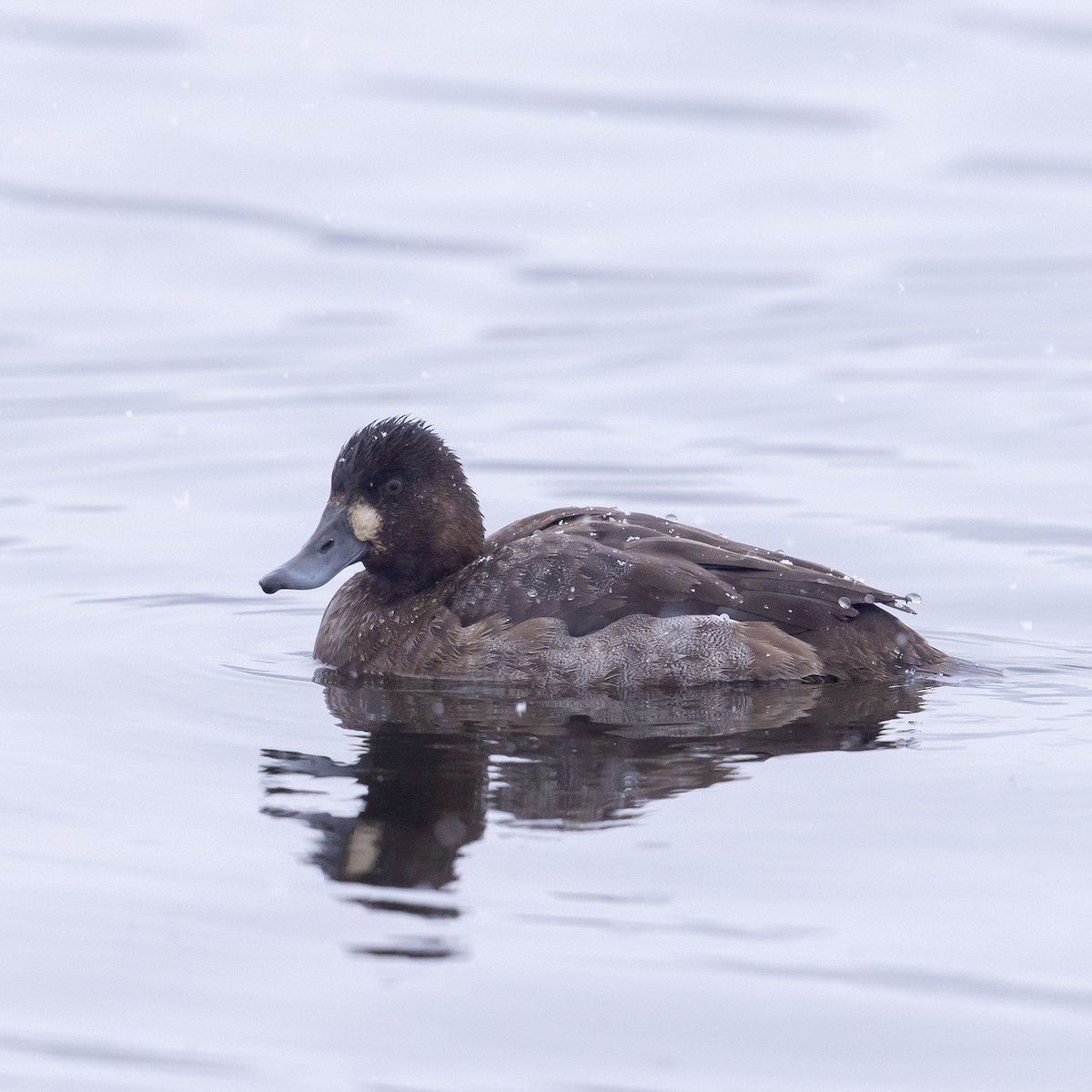 Greater Scaup - ML646946977