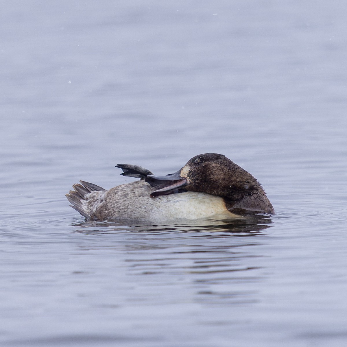 Greater Scaup - ML646946978