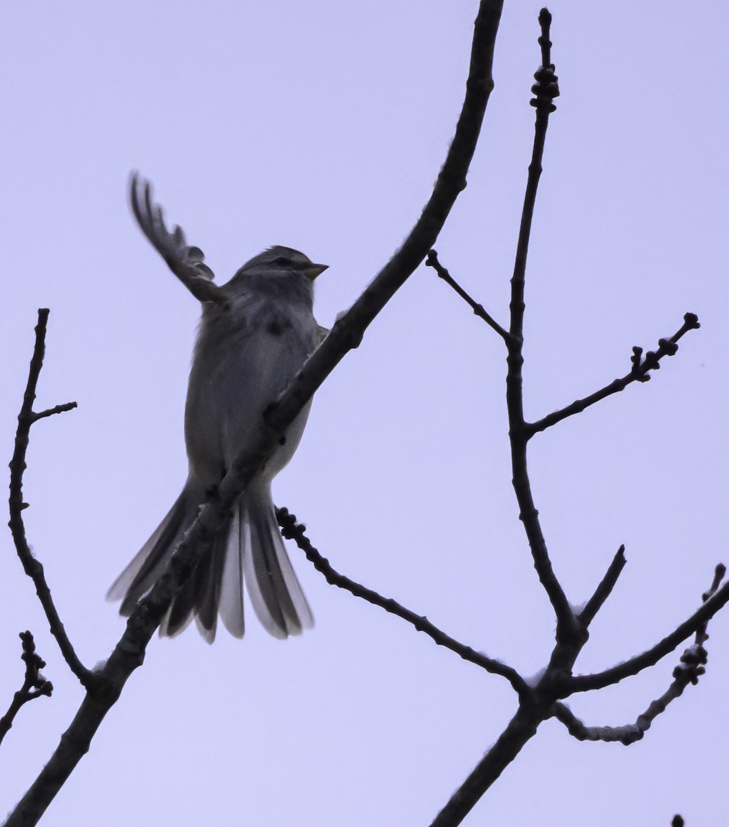 American Tree Sparrow - ML646946979
