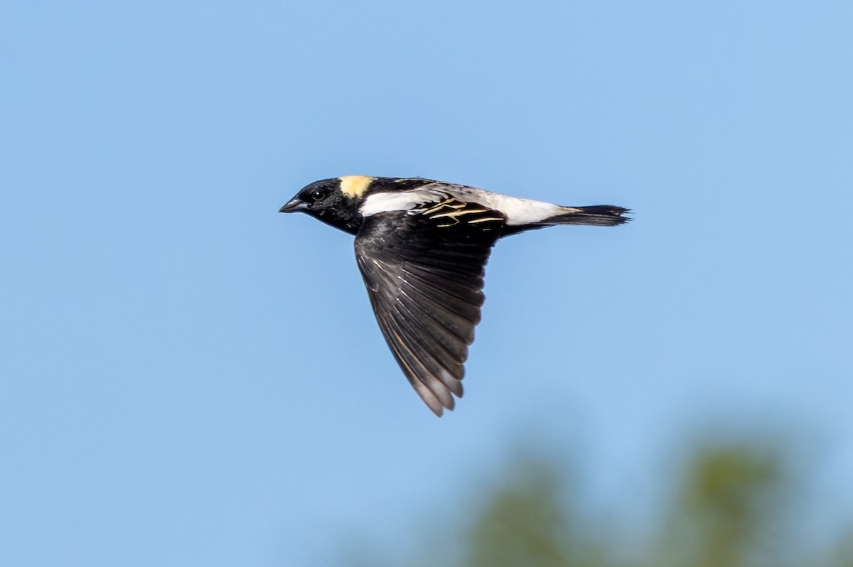 Bobolink - ML646946980