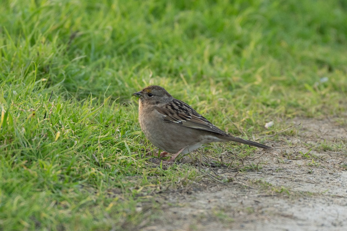 Golden-crowned Sparrow - ML646946984