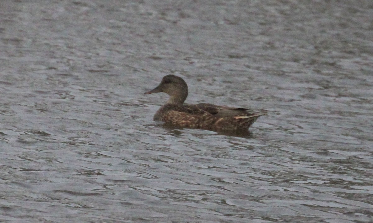 Ipar-ahatea - ML646946988