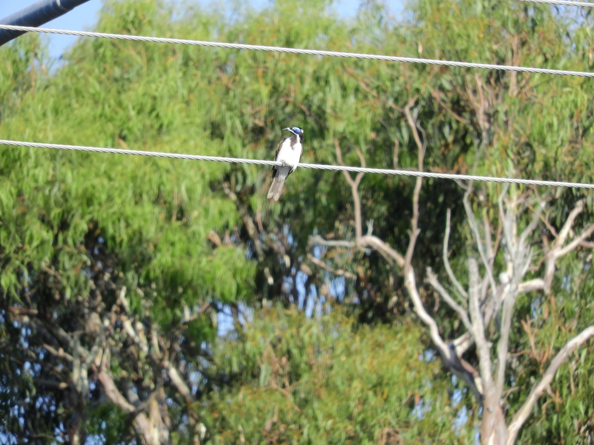 Blue-faced Honeyeater (Blue-faced) - ML646946989