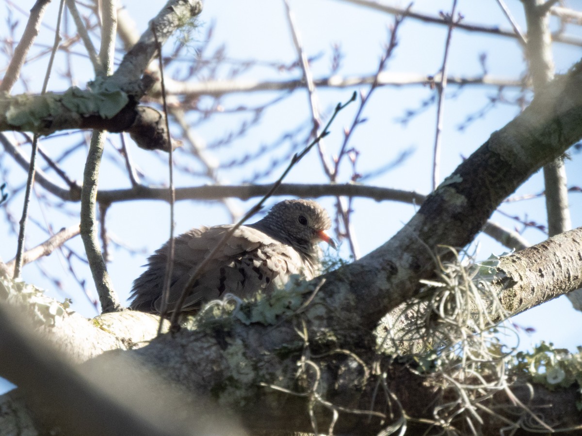 Serçe Kumrusu - ML646946990