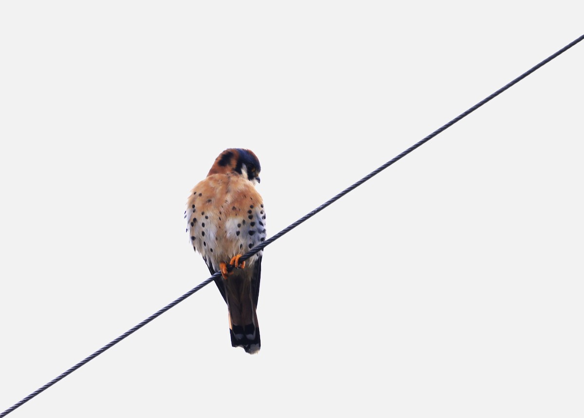 spurvefalk - ML646946991