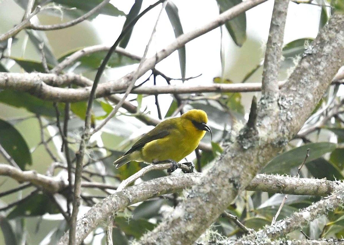 カワリハシハワイミツスイ - ML646947000