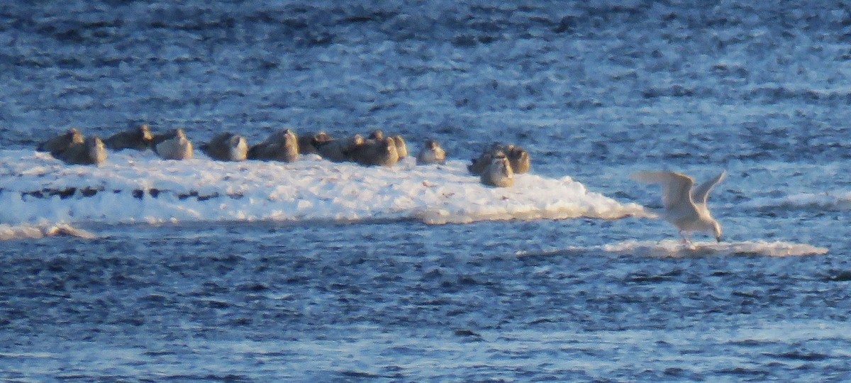 Iceland Gull - ML646947001