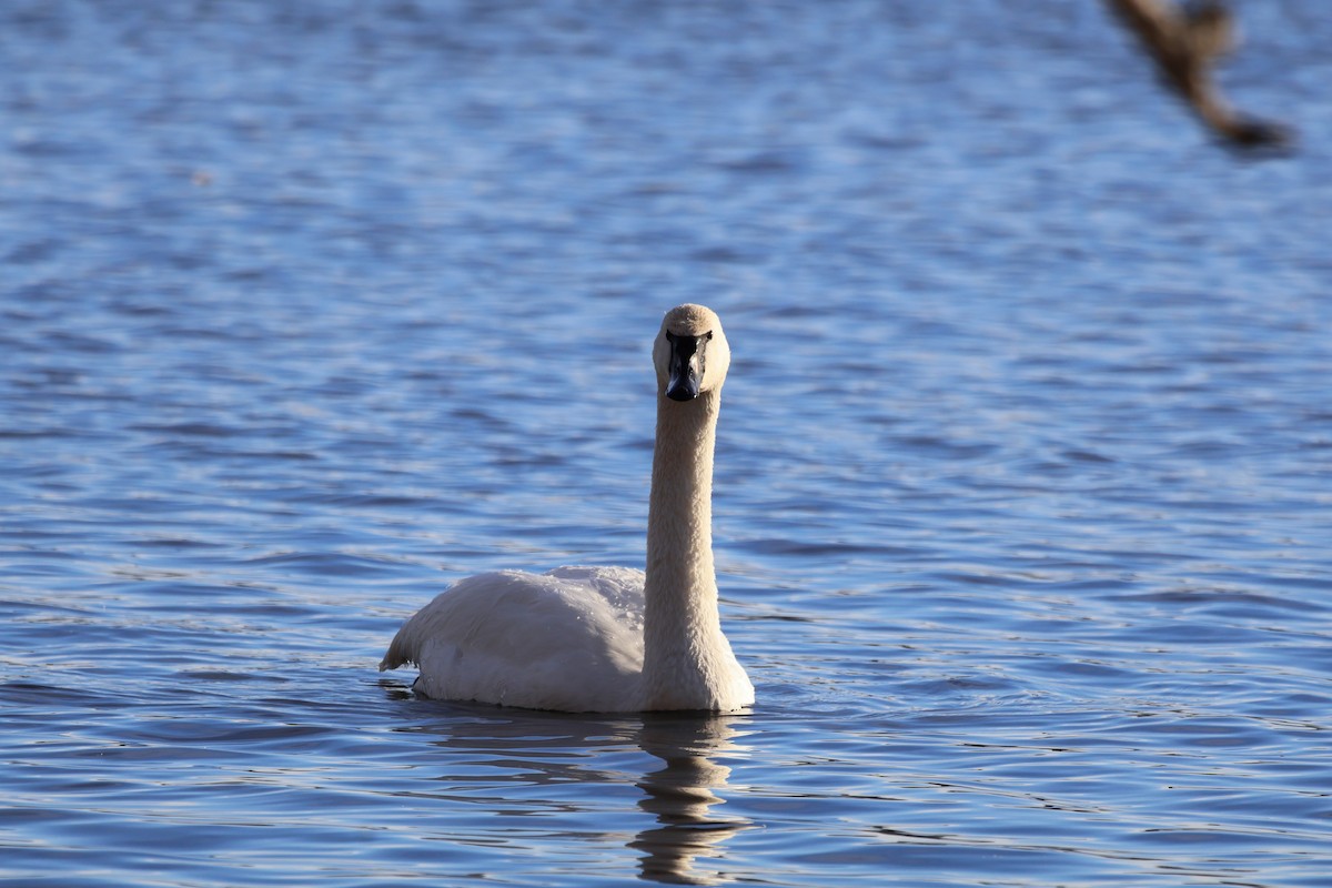 Zwergschwan - ML646947002