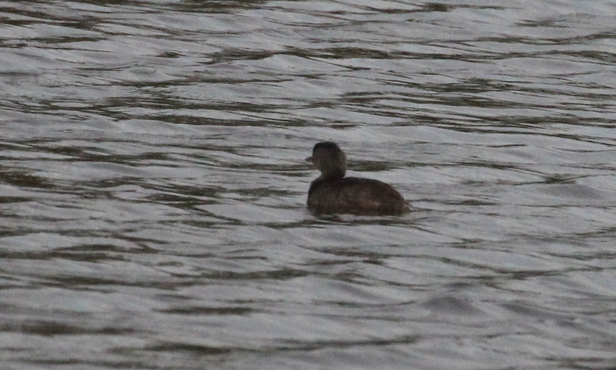 Txilinporta beltza - ML646947006