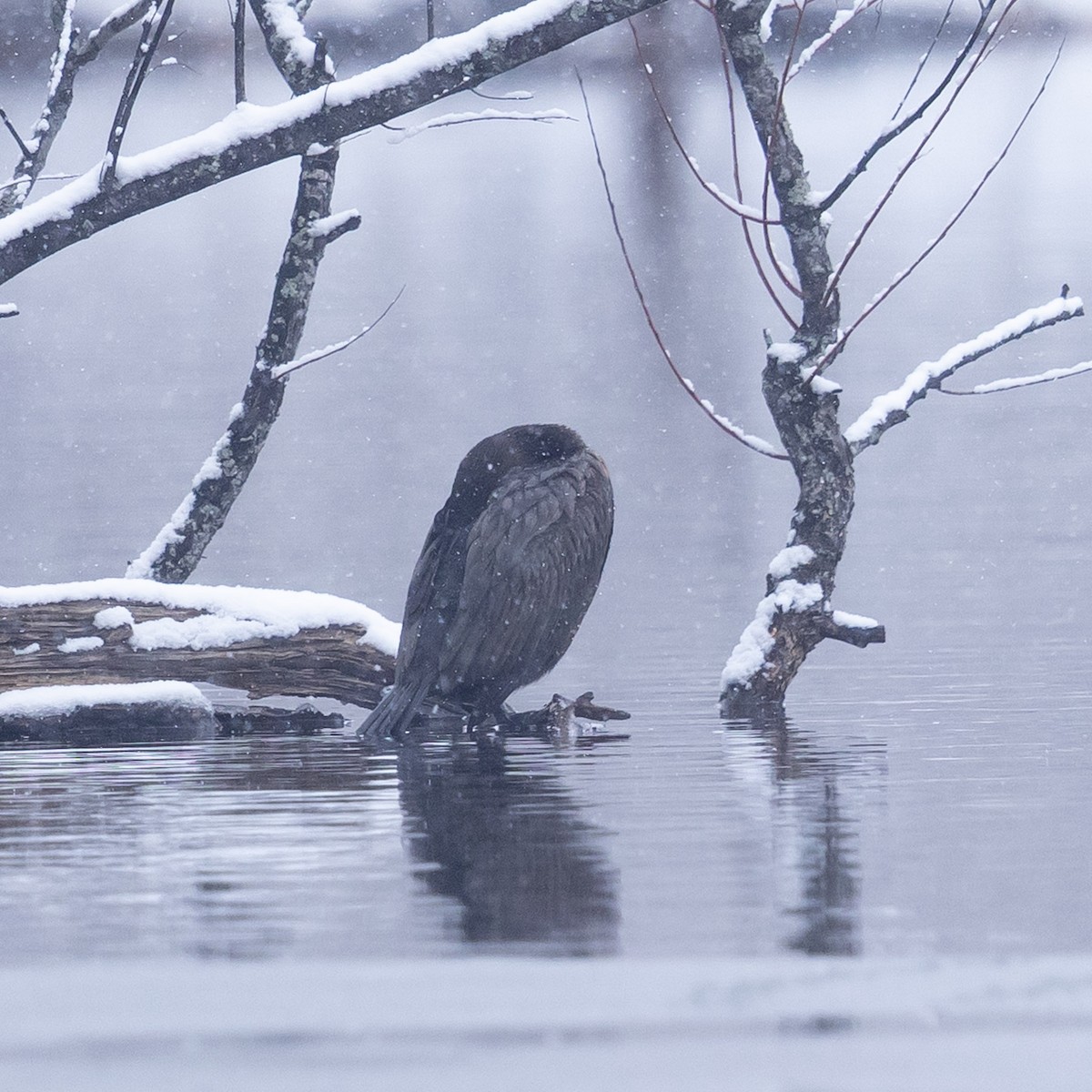 Double-crested Cormorant - ML646947007