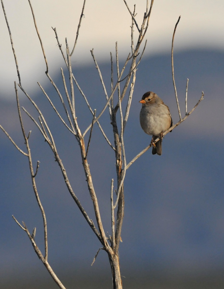 strnadec bělopásý (ssp. gambelii) - ML646947008
