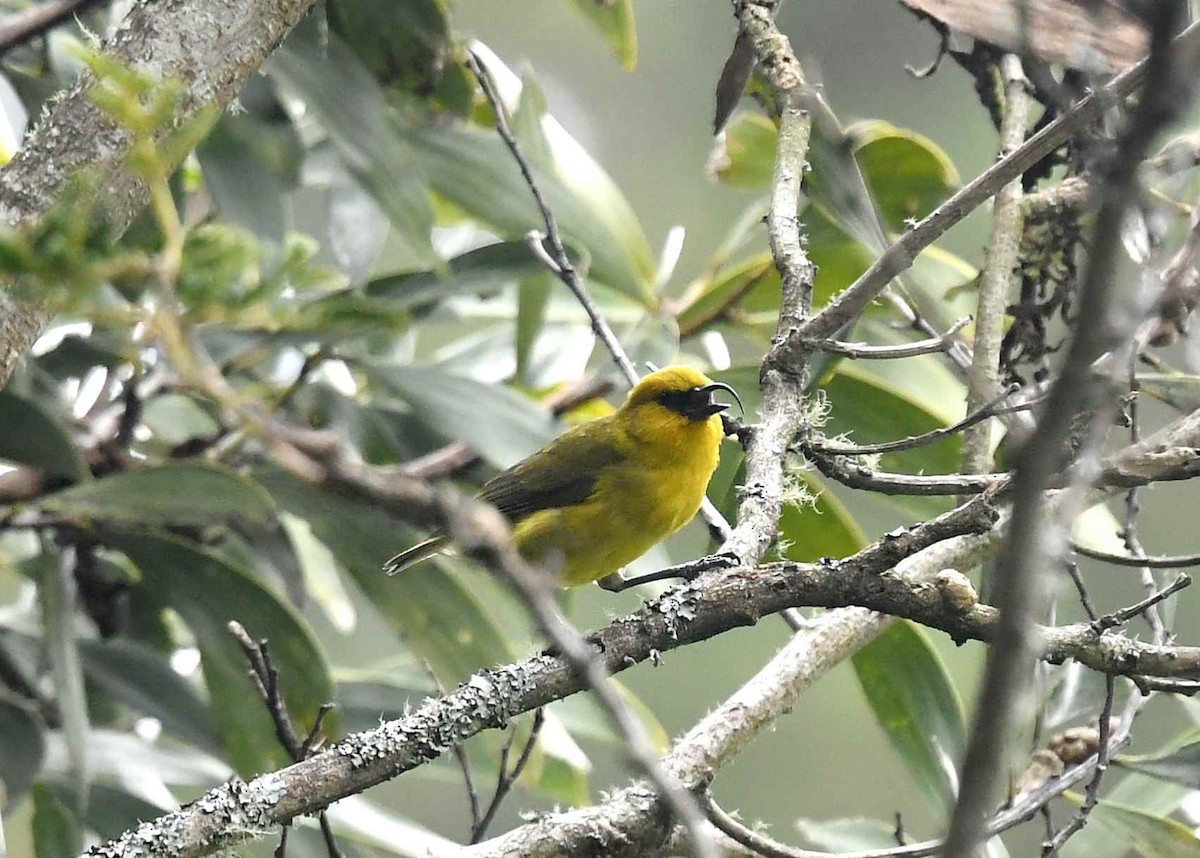 カワリハシハワイミツスイ - ML646947010