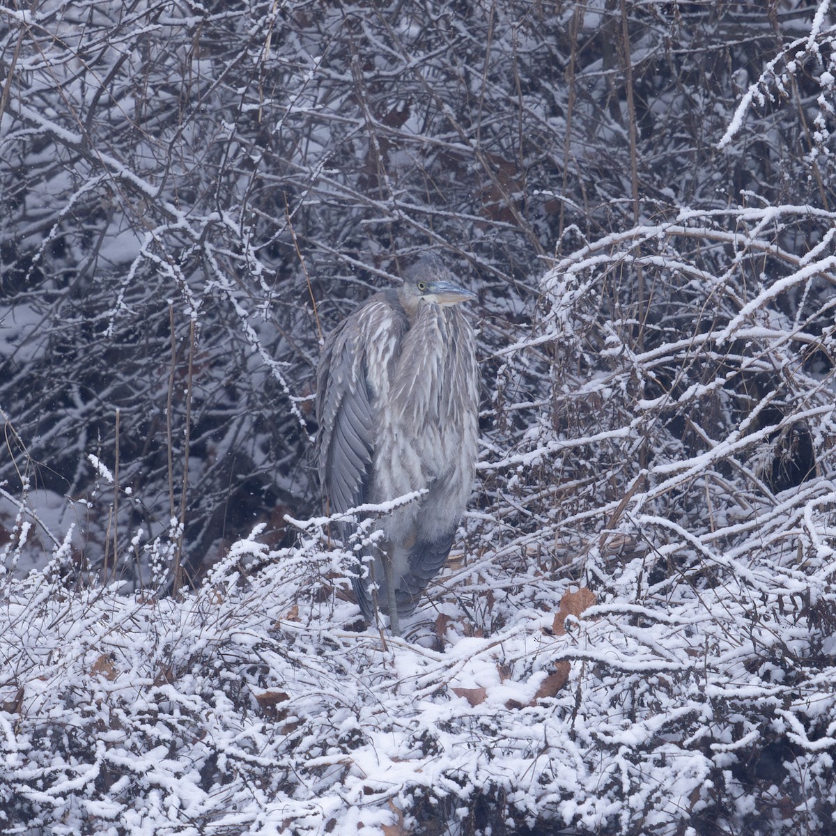 Great Blue Heron - ML646947012