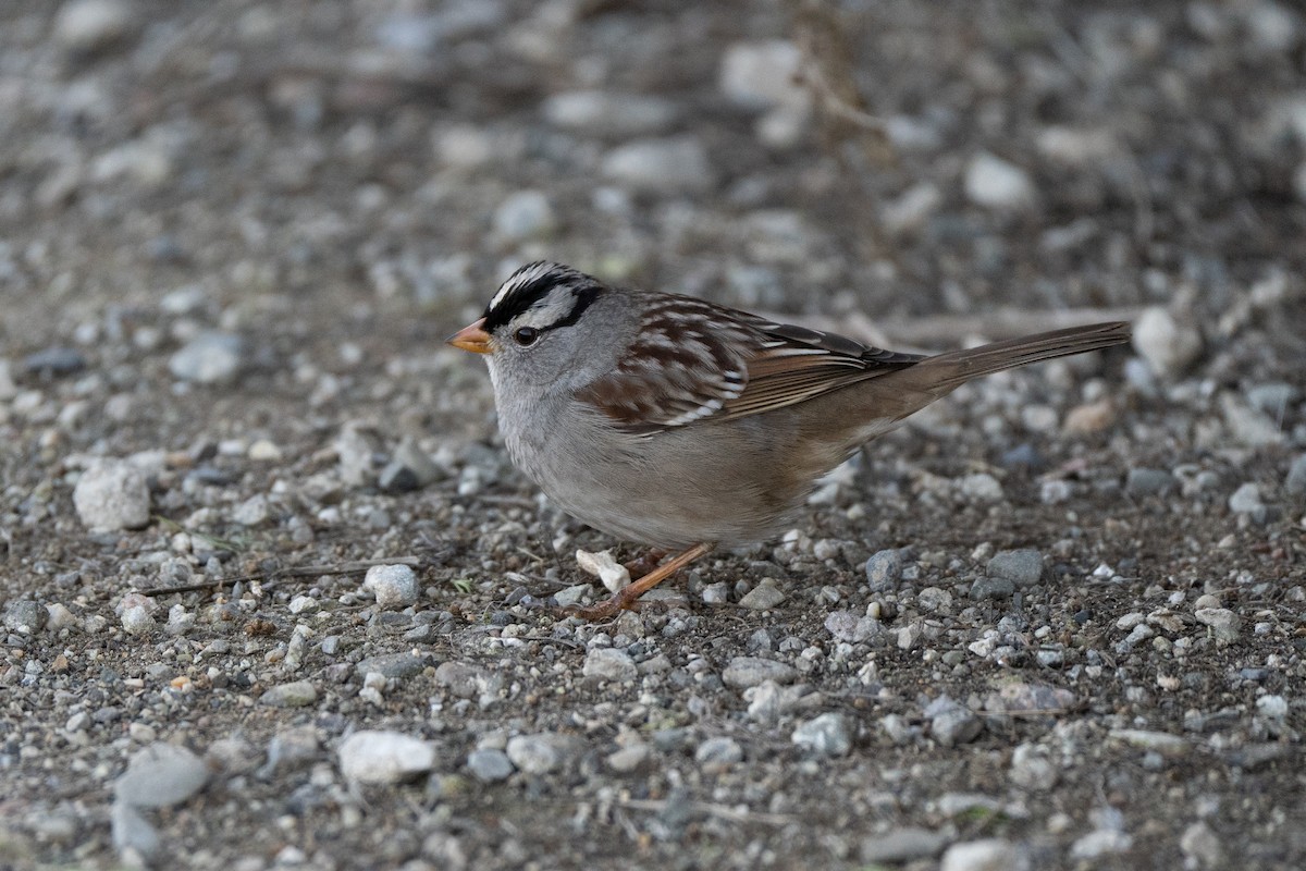 White-crowned Sparrow - ML646947019