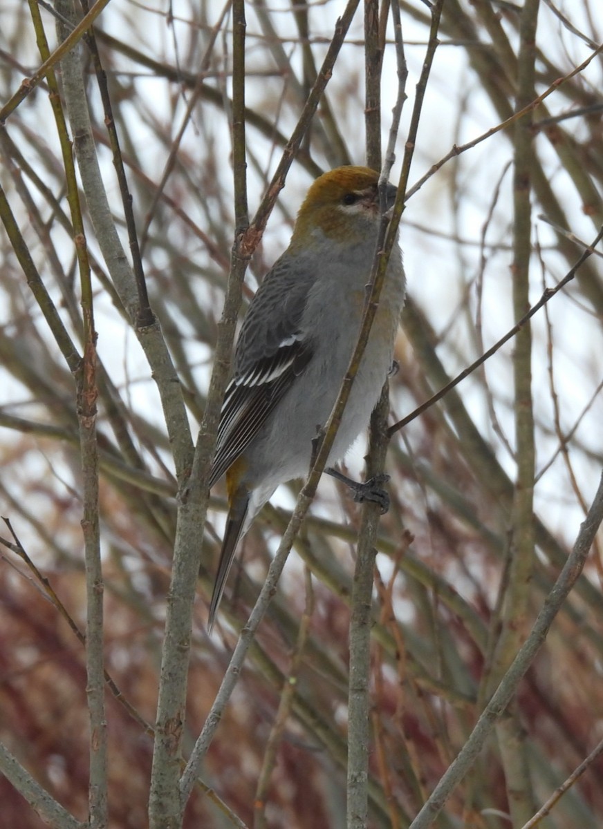 ギンザンマシコ - ML646947020