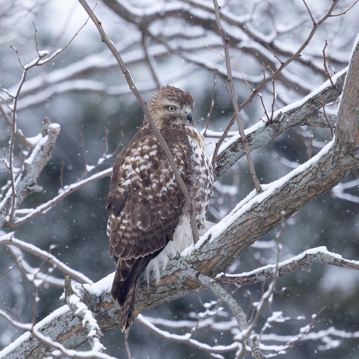 Red-tailed Hawk - ML646947022