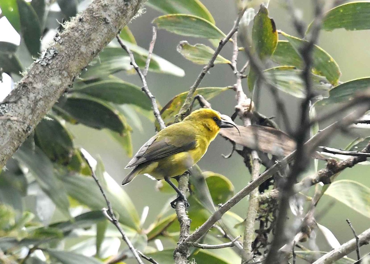 カワリハシハワイミツスイ - ML646947025