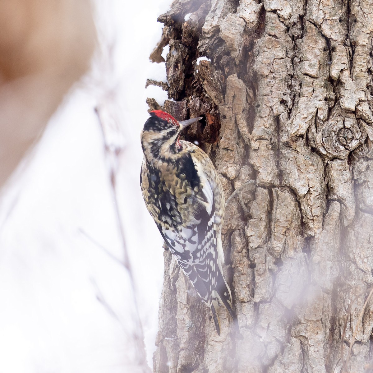 Yellow-bellied Sapsucker - ML646947029