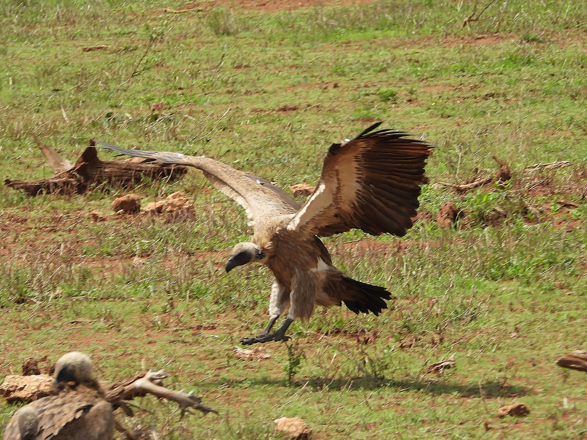 White-backed Vulture - ML646947030